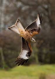 Red Kite By Tony Flashman 500px Birds Of Prey Red Kite Pet Birds