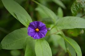 Image result for Pavetta zeyheri