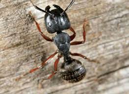 The average j p pest services salary ranges from approximately $35,000 per year for technician to $61,376 per year for staff accountant. Residential Pest Control Solutions Removal Prevention Jp Pest Services Nh Ma Me Vt