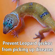 How To Prevent Leopard Geckos From Picking Up Diseases Leopard Gecko Gecko Leopard Gecko Care