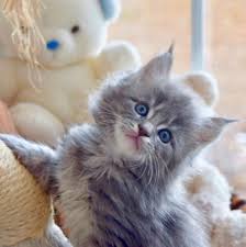 ~~we have maine coon kittens & we're located in villa rica, georgia on a beautiful 70 acre farm called wildwood. Maine Coon Cats For Sale Philadelphia Pa 292242