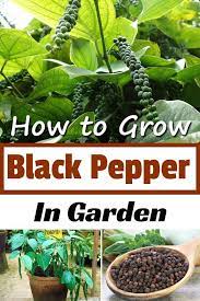 How To Grow Black Pepper In Garden Spice Garden Plants Home Vegetable Garden