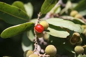 Image result for Pappea capensis