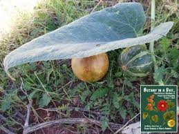 Image result for Cucurbitaceae
