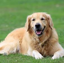 Are golden retrievers large or small breed? 10 Things You Should Know About Golden Retrievers