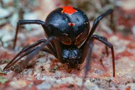 Black widow spiders usually construct messy and irregular webs located near ground level. Black Widow Spider Insect Facts Latrodectus Az Animals