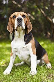 Wir sind natürlich auch immer für notfälle da, wenn es um einen beagle oder die familie geht. Beagle In Not Beaglehund De