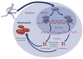 mitocondrias – NRF2 y Epigenética