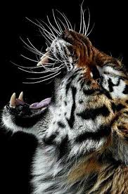 Rugido Tiere Tiere Wild Ausgestopftes Tier