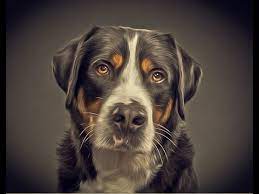 Maybe you would like to learn more about one of these? Photoshop How To Make Better Portraits Of Your Pet Youtube