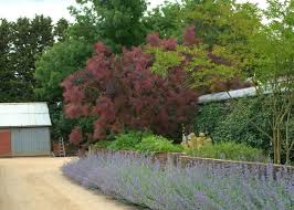 Maybe you would like to learn more about one of these? Pin By Joanna Wicher Skapska On Garden Smoke Bush Smoke Tree Specimen Trees