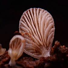 Image result for Merulius incarnatus