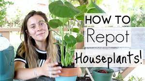 Feb 14, 2020 · how to repot a plant: How To Repot Houseplants Repotting Houseplants Youtube
