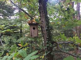 Bird Box Kus Yuvasi Bird Forest Picture Photo Photography Photooftheday Animal Green Goruntuler Ile Kus Yuvasi Ormanlar