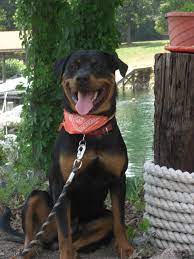 Male and female puppies born father's day june 21 2021. Atlantic Rottweiler Rescue Foundation