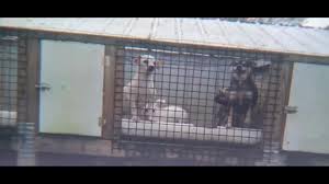 To eliminate the puppy mill industry in ohio by raising awareness through education, outreach, protests and other events; Puppy Mill Bill Headed To Governor 10tv Com