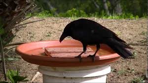 Check spelling or type a new query. Crow Eats Dead Baby Mouse In Bird Bath Youtube