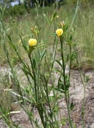 Image result for Stylosanthes