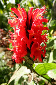 Cardinals S Guard Pachystachys Coccinea Photo Overlays Taxonomic Classification Flora Chard guard is the third plant obtained in frostbite caves in plants vs.