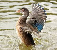 Juvenile Wood Duck Wood Ducks Pet Birds Duck