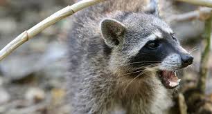 We did not find results for: How To Tell If A Raccoon Is Rabid
