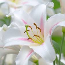 Gambar bunga tulip putih bunga tulip bunga wallpaper bunga. Diy Berlian Lukisan Menjahit Berlian Mosaik Berlian Bordir Pola Bunga Lily Putih Ry342 Hobi Dan Kerajinan Dekorasi Rumah Diamond Mosaic Diamond Paintingdiamond Embroidery Flowers Aliexpress