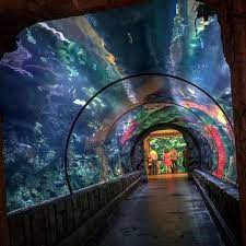 Mandalay Bay Shark Reef Aquarium Las Vegas Las Vegas Trip La Trip Instagram