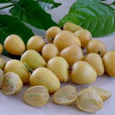 Image result for Clausena lansium