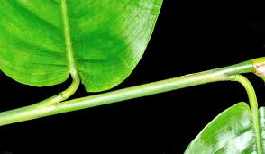 Image result for Trachyphrynium braunianum