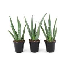 How often to water a desert cactus. Succulents Garden Center The Home Depot