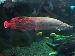 Pin On Fish