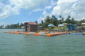 Dampak Kegiatan Budidaya Ikan Dalam Karamba Jaring Apung Terhadap Ekosistem Perairan N I T R O G E N D A R I L I M B A H B U D I D A Y A K A R A M B A J A R I N G A P U N G Fosfor Dari Limbah Budidaya Karamba Jaring Apung Duniakumu