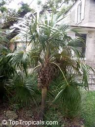 Image result for Coccothrinax
