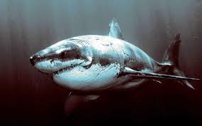 You can install this wallpaper on your desktop or on your mobile phone and other gadgets that support wallpaper. Shark And Killer Wallpaper 01 Hdwallpapers