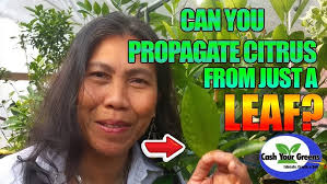 CROWN OF THORNS, how to grow euphorbia milii from cuttings