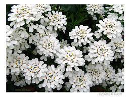 Good Witches Magickal Flowers And Herbs Candytuft