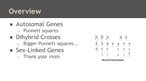 This type of genetic analysis can also be performed in a dihybrid cross, a genetic cross between parental generations that differ in two traits. Exploring Unlinked Genes To Sex Linked Genes Ppt Video Online Download