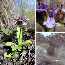 Image result for Linderniella