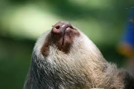 Sloths are plentiful in costa rica — they're among the most common animals in the rainforest. 15 Fun Facts About Sloths In The Rainforest Enchanting Costa Rica
