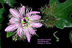 Image result for Passifloraceae