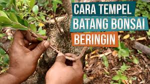Cara Tempel Batang Bonsai Beringin Bersama Mas Novi Youtube
