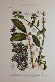 Image result for Myrsinaceae