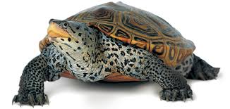 Terrapin is part of hudson valley restaurant week. Diamondback Terrapins Maryland Sea Grant