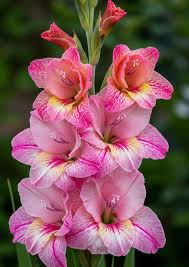Image result for Gladiolus trichonemifolius