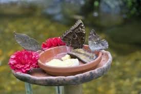 Butterflies will use the house to shelter from bad weather and predators, as well as for feeding if you leave some food out for them. Butterfly Water Feeder Tips Supplying Food And Water Sources For Butterflies