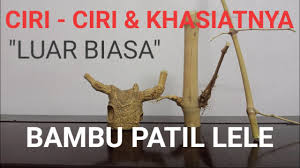 Check spelling or type a new query. Download Apakah Ini Bambu Patil Lele Atau Petuk Sejajar Mp3 Mp4 3gp Flv Download Lagu Mp3 Gratis