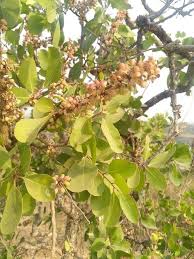 Image result for Scolopia zeyheri