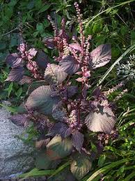 Aug 08, 2021 · the plants grow to be about 3 to 6 inches (7.5 to 15 cm.) tall and 2 to 4 feet (0.5 to 1 m.) wide. Shiso Wikipedia