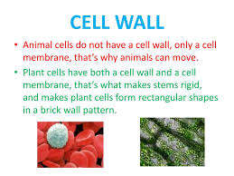 We did not find results for: Ppt Plant Vs Animal Cells Powerpoint Presentation Free Download Id 2626315