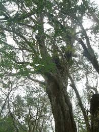 Image result for Heritiera littoralis